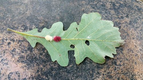 High angle view of leaf