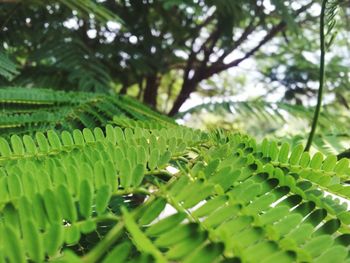 Close-up of fresh green plant