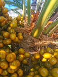 Close-up of fruits in market