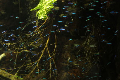 Close-up of fish swimming in aquarium