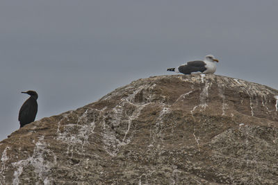 Low angle view of birds perching on rock