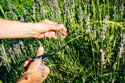 Cropped hand of man on grass