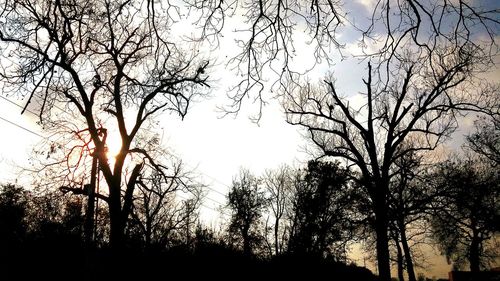 Low angle view of silhouette trees against sky