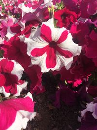 Close-up of red flowers