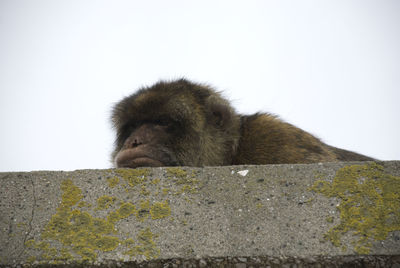 Close-up of monkey on a wall