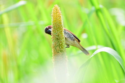 Close-up of insect on flower