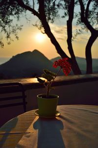 Close-up of potted plant on table against sunset