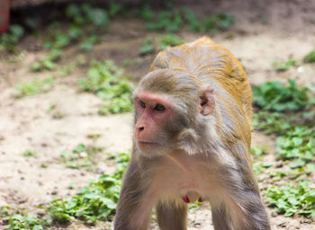 Close-up of monkey looking away on field