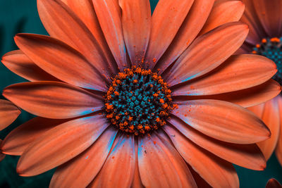 Close-up of flower