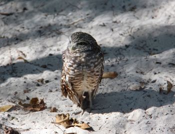 Close-up of owl perching on sand