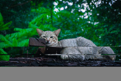 Portrait of a cat sitting on tree