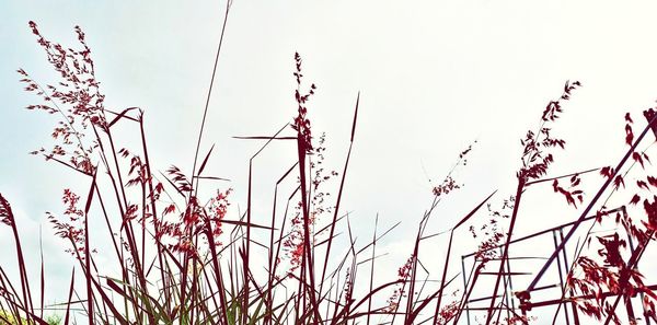 Low angle view of flowering plants against sky