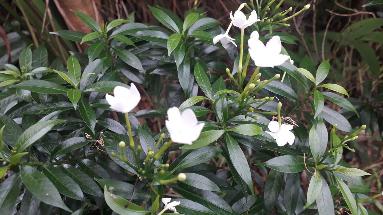 WHITE FLOWERING PLANT
