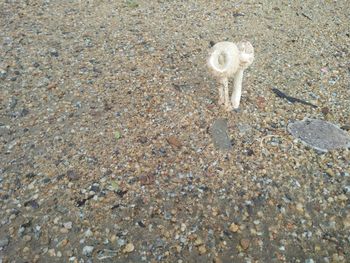 High angle view of crab on beach