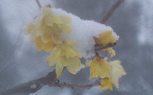 Close-up of yellow flowers