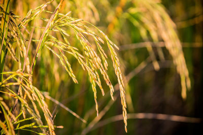 Close-up of fresh green plant