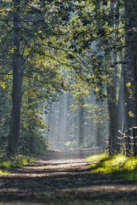 Trees in forest