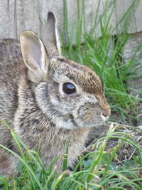 Close-up of a rabbit on field