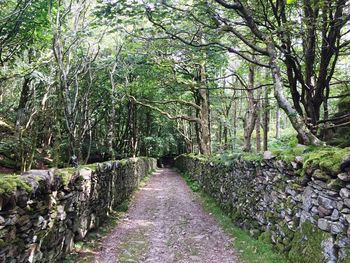 Narrow pathway along trees in forest