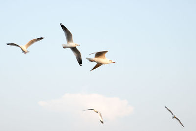 Low angle view of seagulls flying