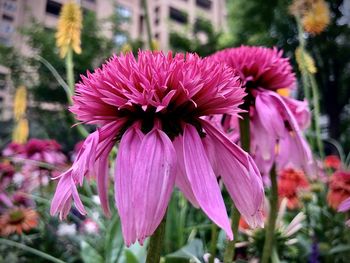 Close-up of pink flowering plant