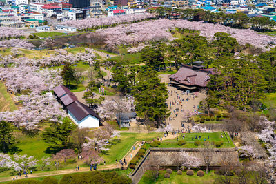 Goryokaku star fort park in springtime cherry blossom. sakura flowers in hakodate, hokkaido, japan