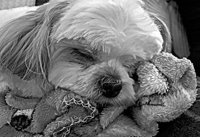 Close-up portrait of a dog at home