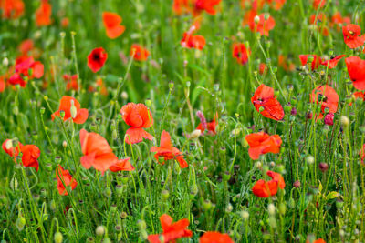 Close-up of red poppy flowers in field