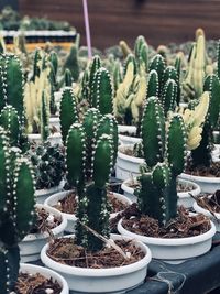 Close-up of potted plants