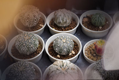 High angle view of potted plants on table