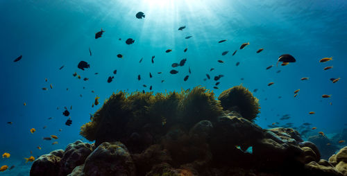 Flock of birds swimming in sea