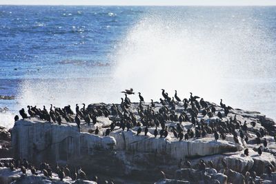 Flock of birds on beach