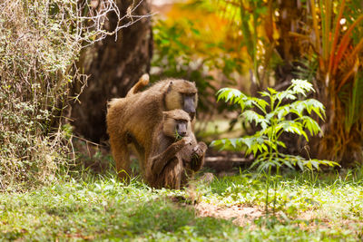 Monkey in a field