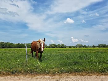 View of a horse on field