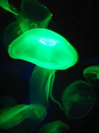 Close-up of jellyfish swimming in sea