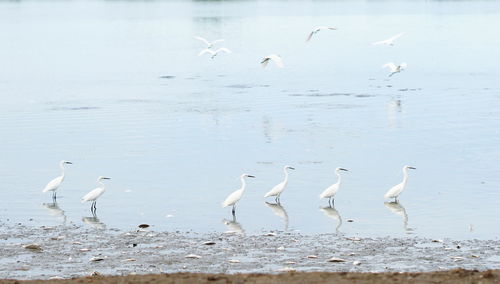 Flock of seagulls on beach