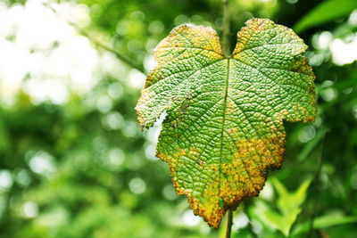 Close-up of fresh green leaves