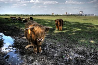 Cattles on grassy field