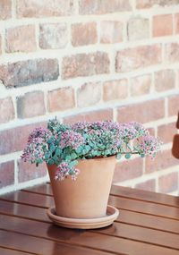 Close-up of potted plant against wall