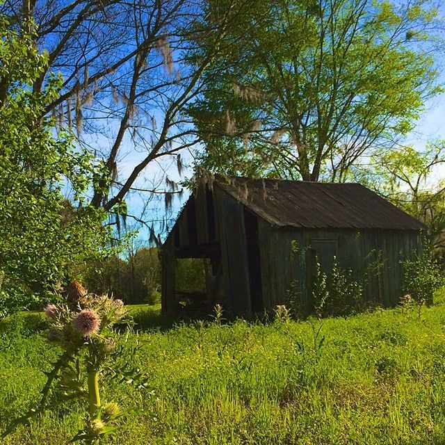 built structure, building exterior, architecture, house, grass, tree, field, growth, plant, residential structure, sky, grassy, green color, nature, barn, day, rural scene, tranquility, wood - material, cottage