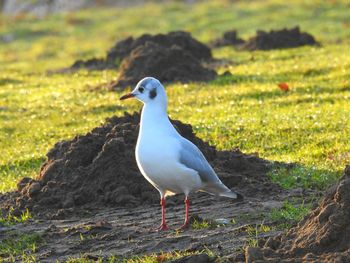 Close-up of seagull perching on rock