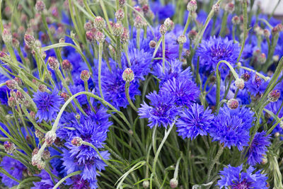 Close-up of purple flowering plants on field