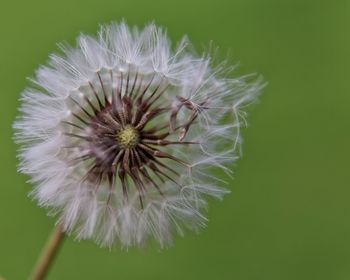 Close-up of flower head