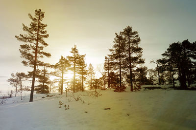 Trees on snow covered landscape against sky