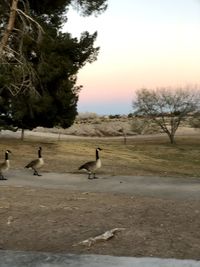 View of birds on land against sky