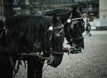 Side view of horse cart on street