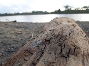 Close-up of wooden log against sky