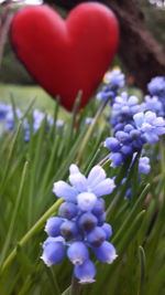 Close-up of purple flowers