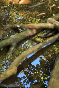 Low angle view of tree