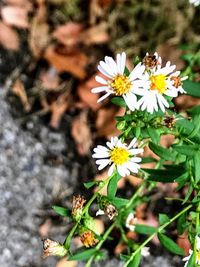 High angle view of bee on flower